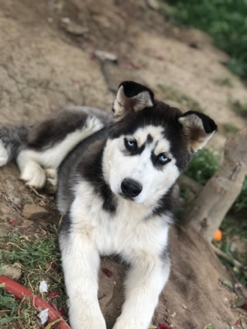 Siberian Husky – Full Huskies For Sale