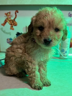 Golden Retriever – golden doodle puppies