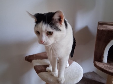 Katze zum verschenken – Vienna