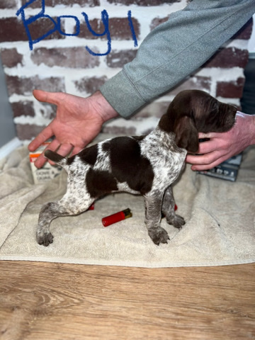 German shorthair pointer pups
