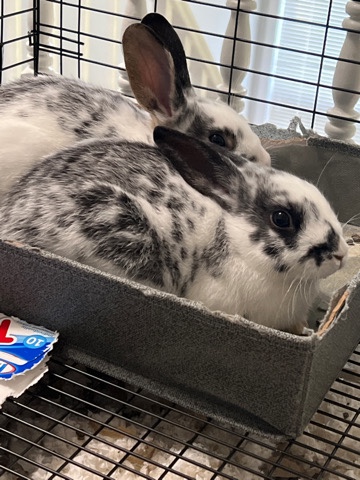 Dwarf Hotot – Rabbits