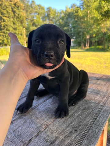 Bull Terrier – Cane Corso/Pitbull Puppies