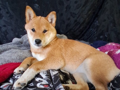 Shiba Inu – Shiba Inu – Philadelphia