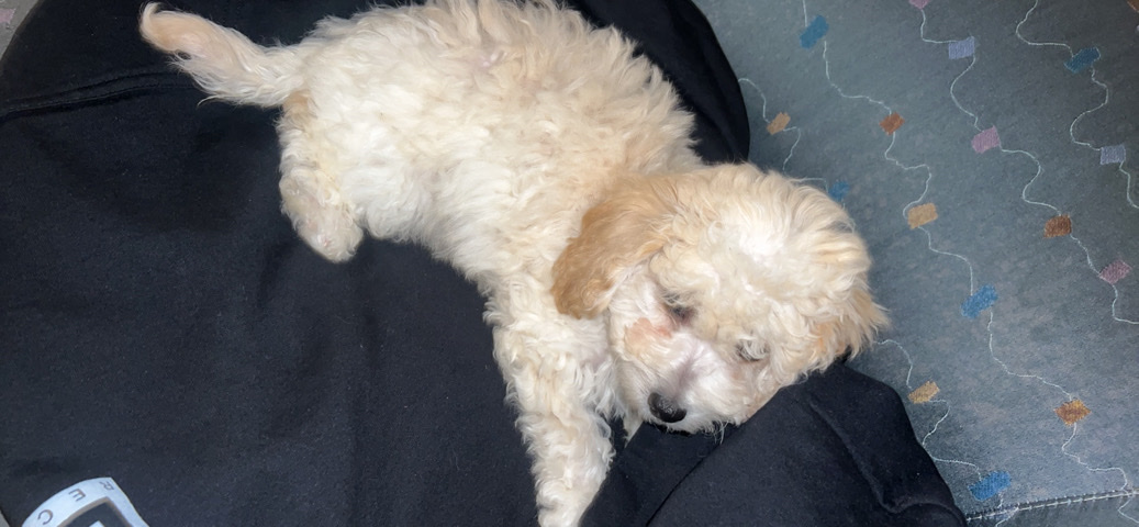 Poodle – Cocker Spaniel Poodle