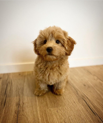 Maltese – Maltipoos
