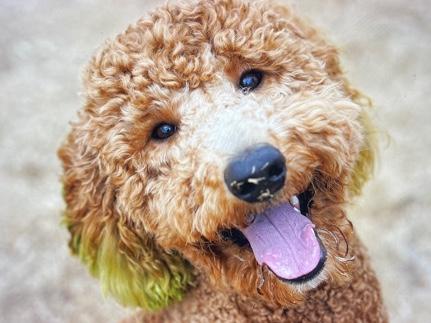 Poodle – Golden Standard Poodle