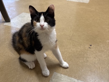 Calico mutt I found in the street I took care of since a kitten. – Perris