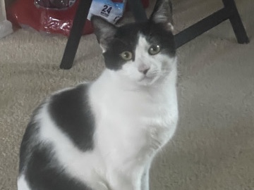 American Shorthair – rehome – Concord