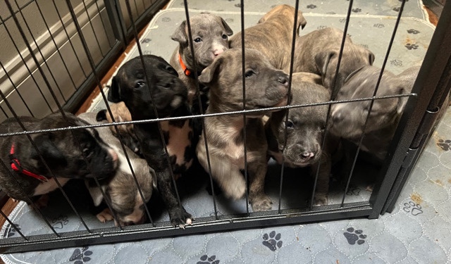 American Staffordshire Terrier – Pitbull puppies for sale