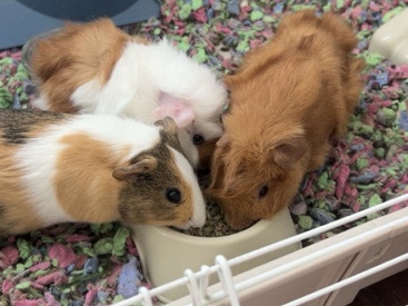 Guinea Pig – 3 guinea pigs – Austin