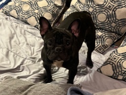 French Bulldog – Male Frenchie for salee!!
