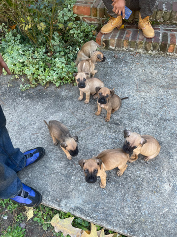 Perro de Presa Canario – Full blooded Presa Puppies for sale price negotiab