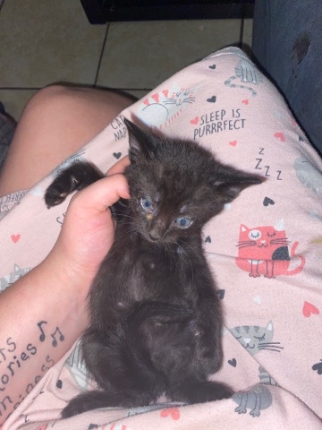 American Shorthair – needs a new home