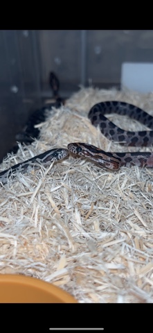 Any – Corn snakes for sale