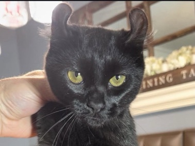 Savannah – Savannah/F2 Hybrid Mix – Banning
