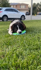 Australian Shepherd – Australian shepherd dog