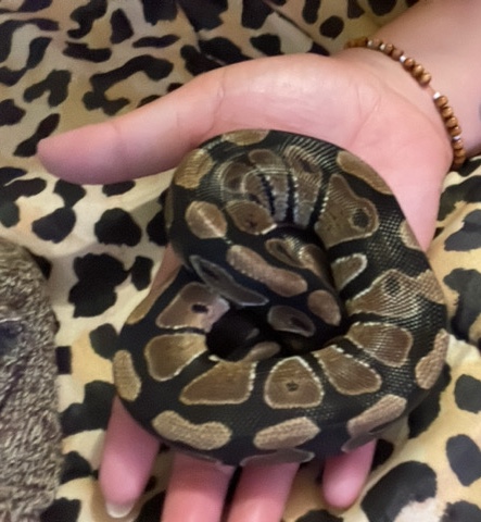 snake – sweet family friendly ball python