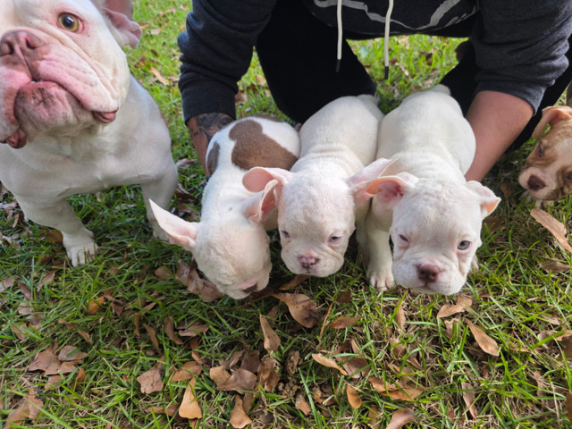  Exotic bullies