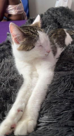 American Shorthair – New Home Needed <3