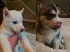 Siberian Husky – Huskies Pure Blood