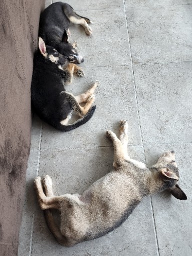 German Shepherd – Shepsky's (German Shepherd Husky mix)