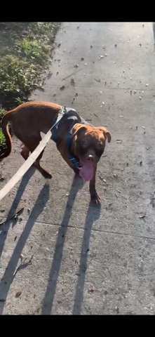 American Pit Bull Terrier – dog for sell