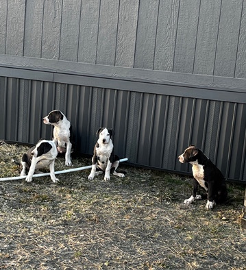 American Pit Bull Terrier – XL Pits need a home