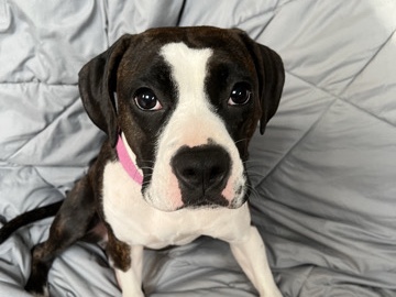 Boxer – pitbul/ boxer mixed