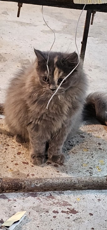 Russian White, Black and Tabby – Persian cats