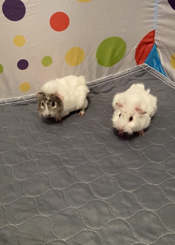 Any – Guinea pigs