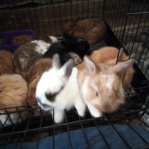 French Angora – French Angora Rabbits with Pedigree