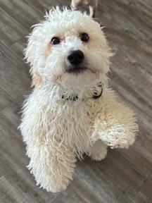 Maltese – Poppy - Maltipoo