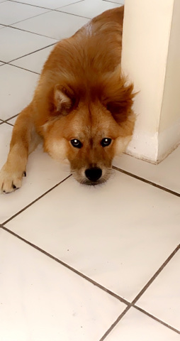 Chow Chow – chow Labrador