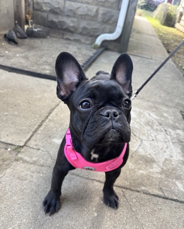 Bouvier des Flandres – it’s a girl and she’s pretty friendly – Columbus