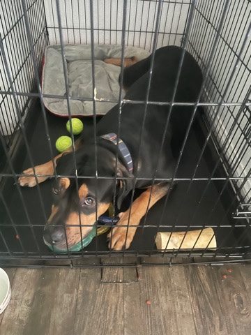 Rottweiler – for sale