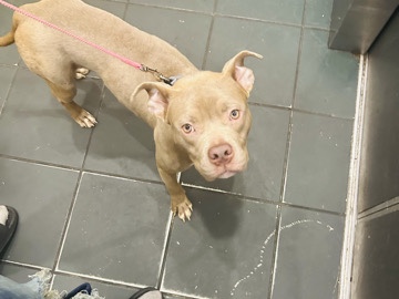American Bulldog – Friendly American Bulldog – 9 Months Old in Decatur – Decatur