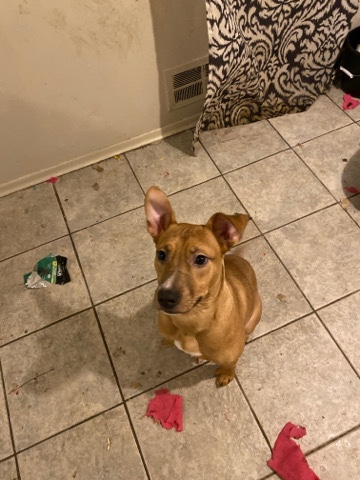 American Pit Bull Terrier – need a home