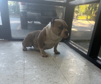 BuggzLifeKennels