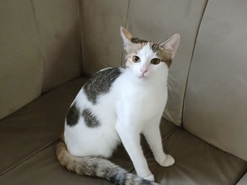American Shorthair – FiFi