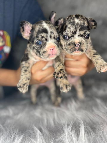 French Bulldog – French bulldog