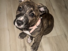 American Pit Bull Terrier – Pit Bull Terrier Mix Brindle – Sacramento