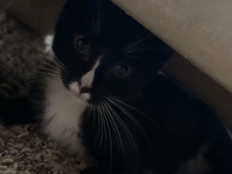 gatita pequeña – Lancaster