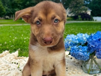 German Shepherd – Muffin – Starr
