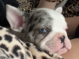 French Bulldog – French bulldog – Apple Valley