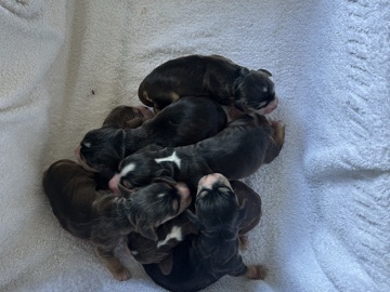 English Cocker Spaniel - ✨show type cocker spaniel ✨ available for adoption in Retford