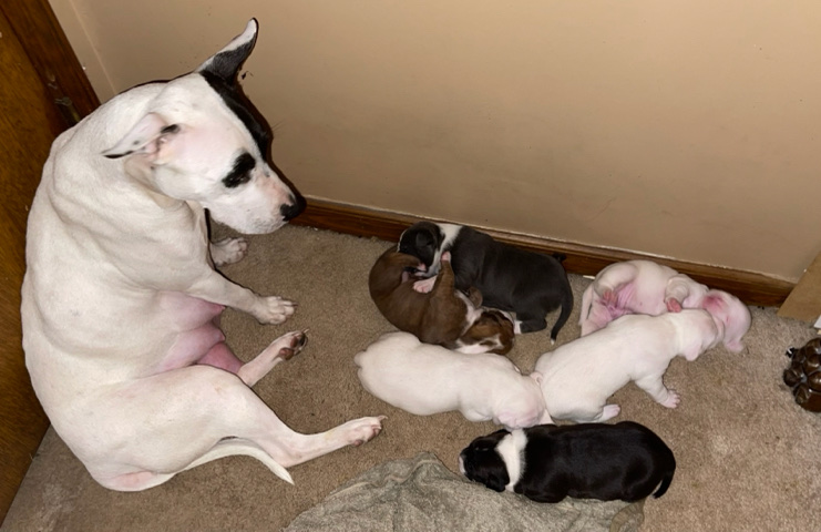 American Pit Bull Terrier – dog needs loving home asap