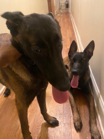Belgian Shepherd Dog (Malinois) – 2 Seven Month Old Belgian Malinois For Sale! NYC