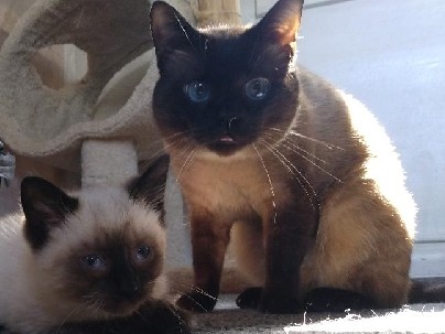 Siamese – purebred Siamese kittens looking for their human(s)
