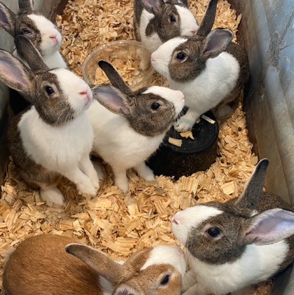 Dutch – Dutch Bunnies for sale