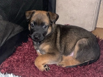 Belgian Shepherd Dog (Malinois) – Malinois Welpen